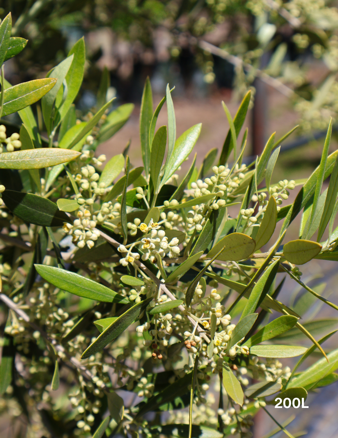 Olea europaea 'Swan Hill' (Non Fruiting Olive) - Evergreen Trees Direct