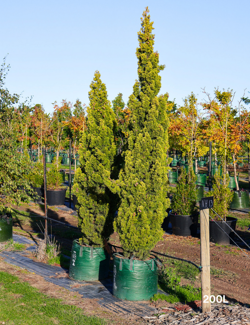 Cupressus sempervirens 'Swane's Gold'- Evergreen Trees Direct