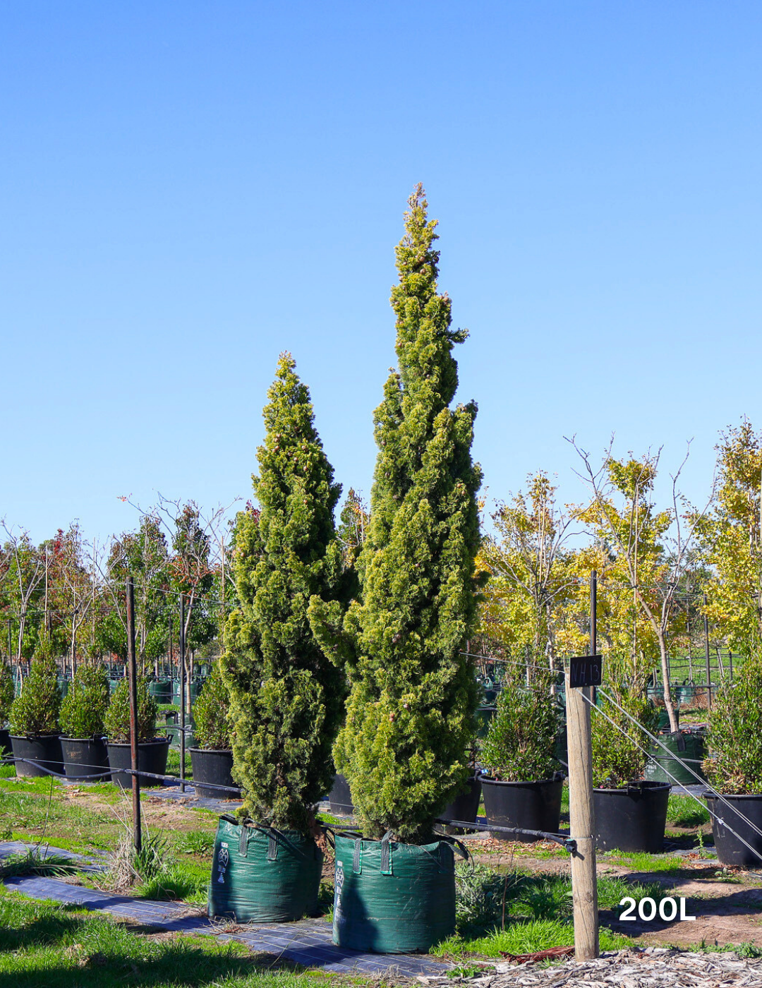 Cupressus 'Swane's Gold'