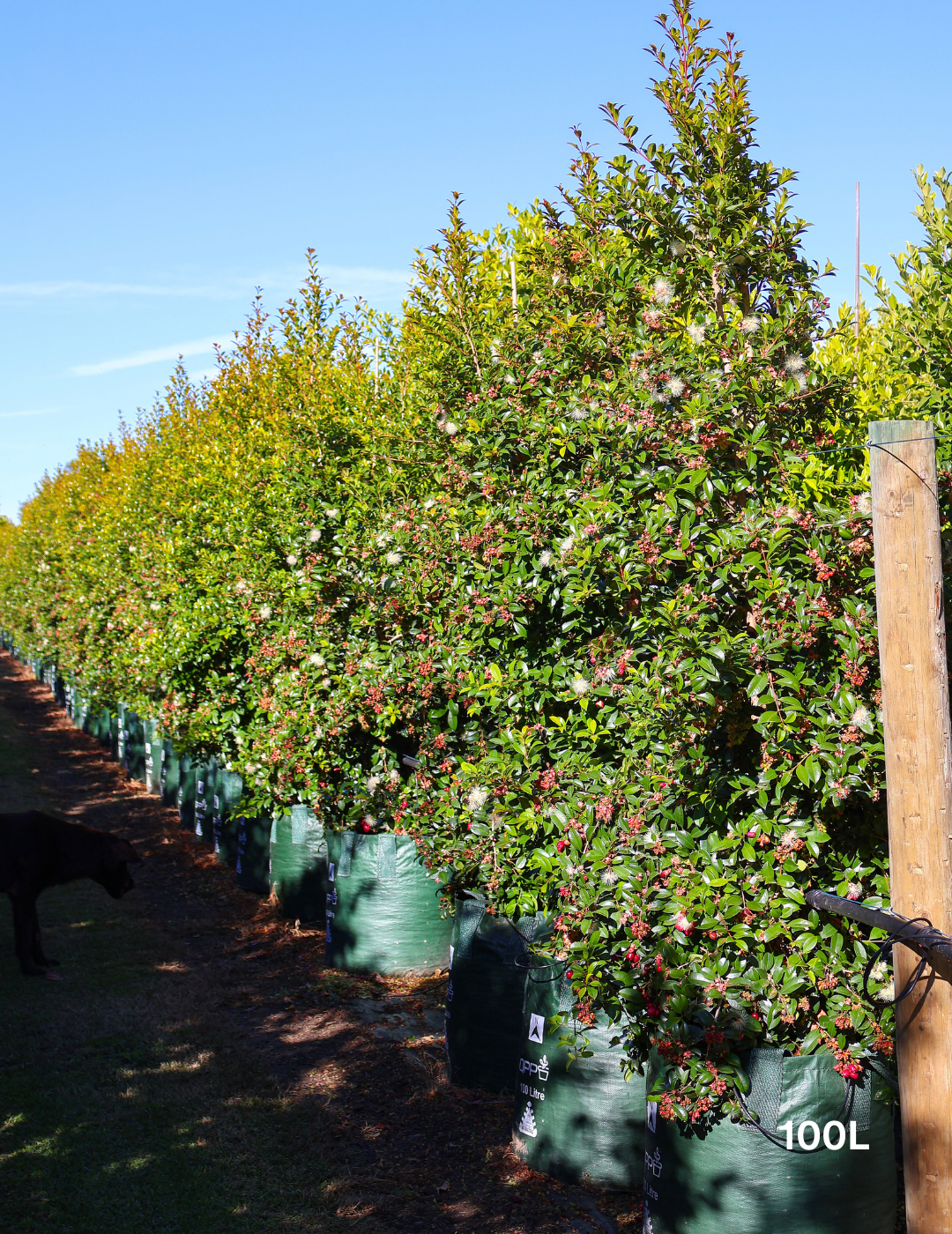 Syzygium australe - Lilly Pilly - Evergreen Trees Direct