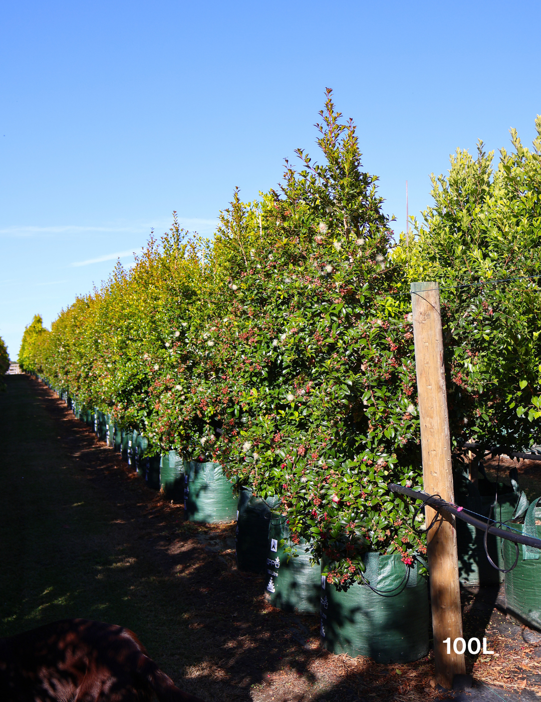 Syzygium australe - Lilly Pilly - Evergreen Trees Direct