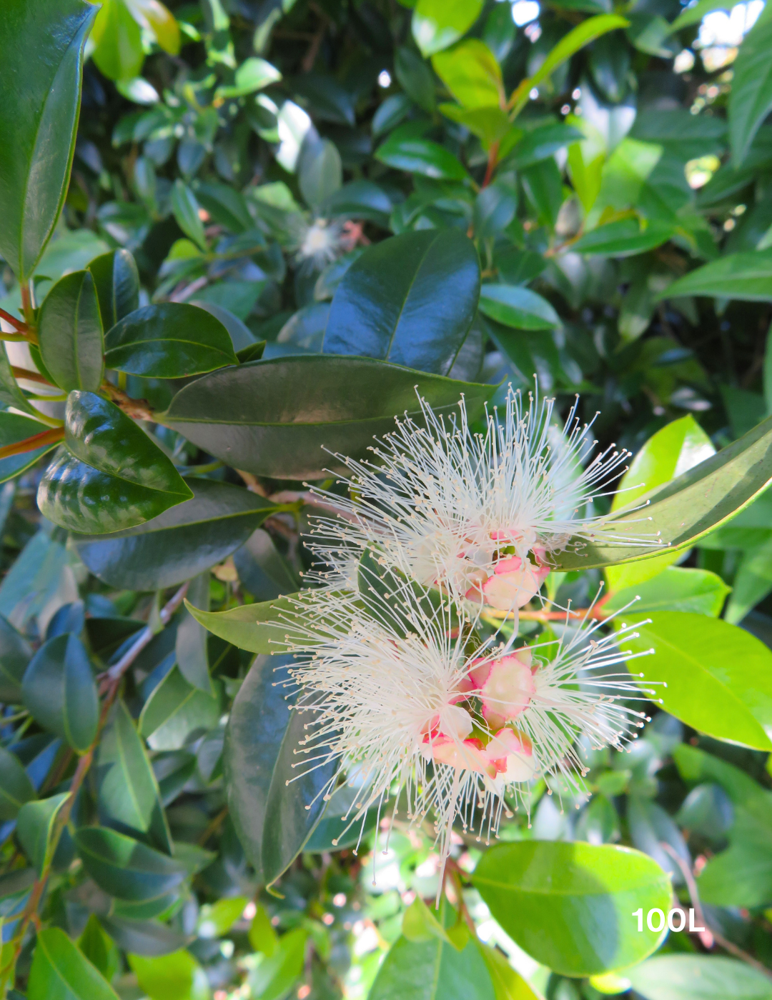 Syzygium australe - Lilly Pilly - Evergreen Trees Direct