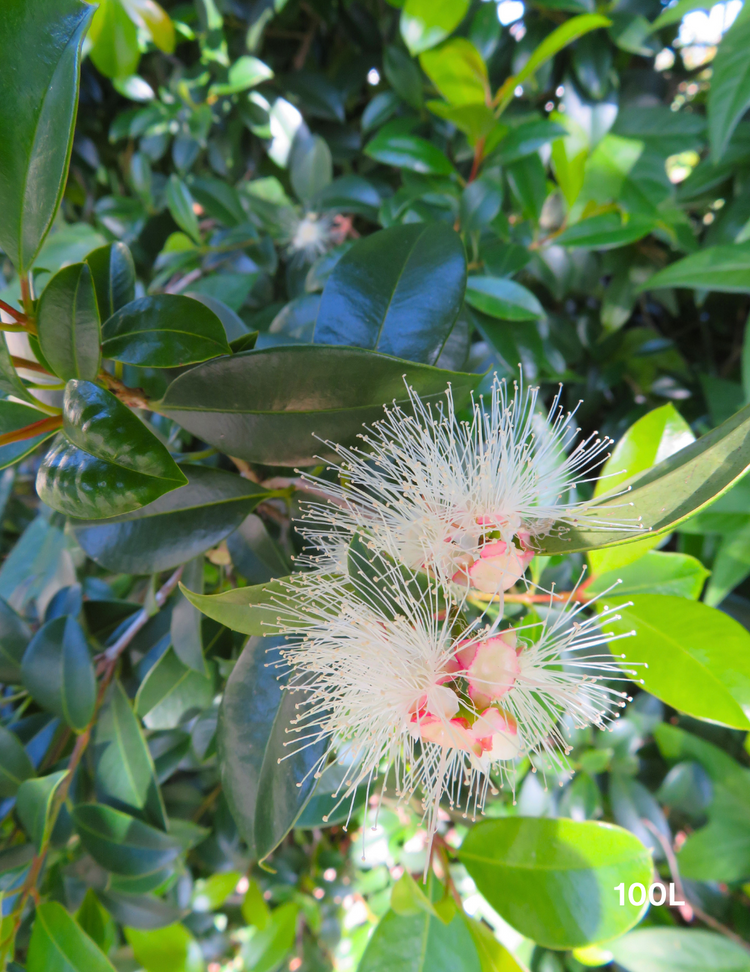 Syzygium australe - Lilly Pilly