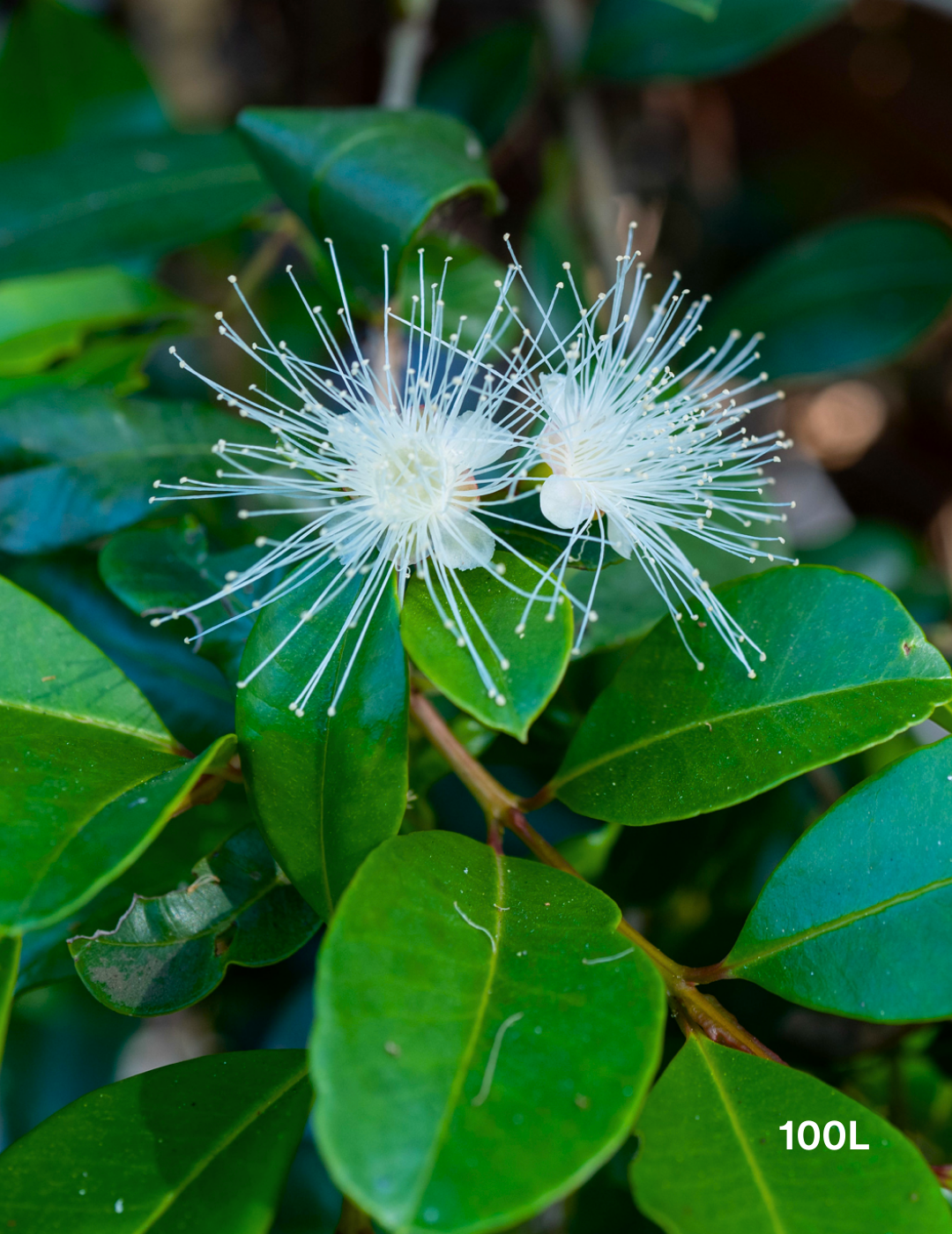 Syzygium australe - Lilly Pilly - Evergreen Trees Direct