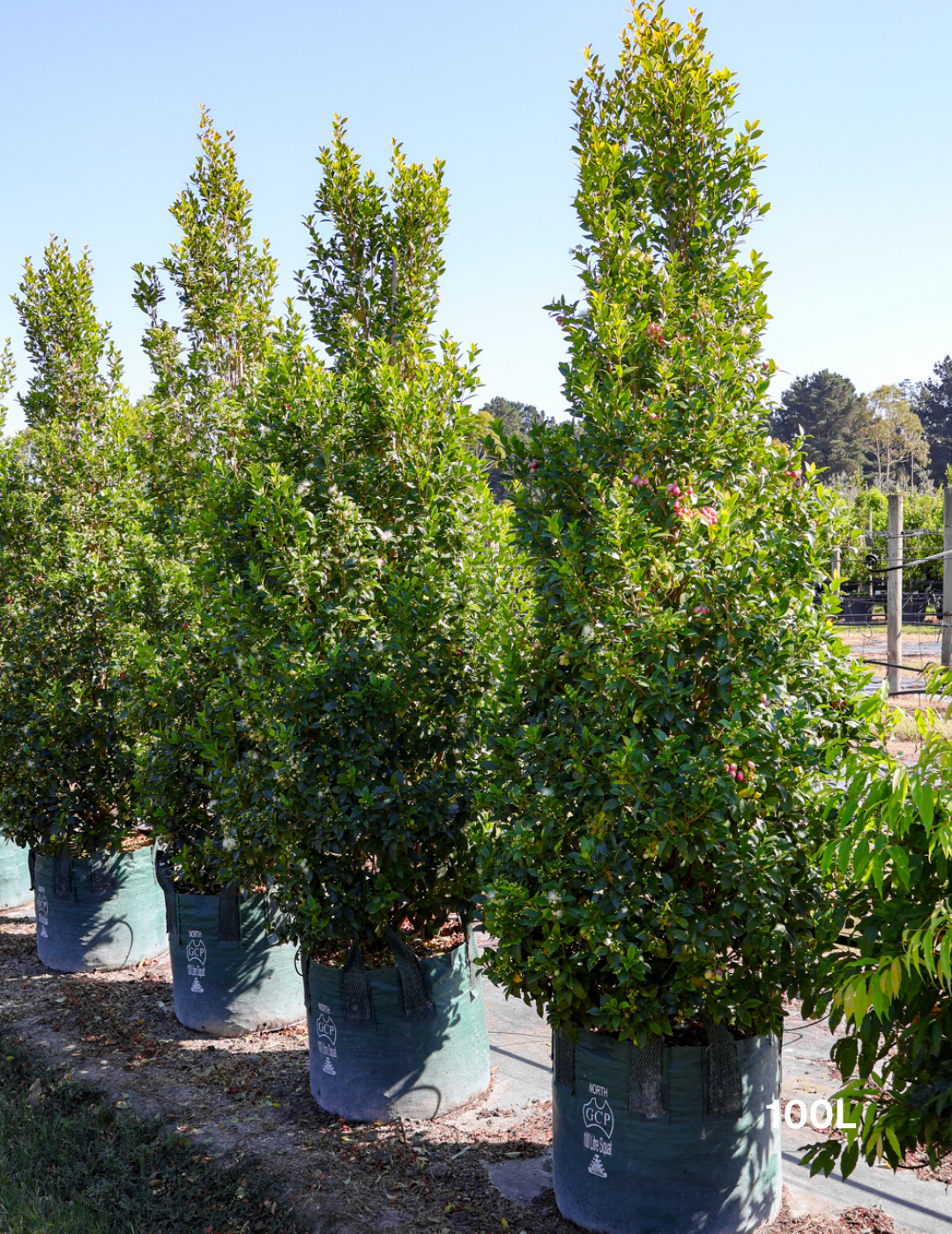 Syzygium australe 'Hinterland Gold' - Lilly Pilly - Evergreen Trees Direct