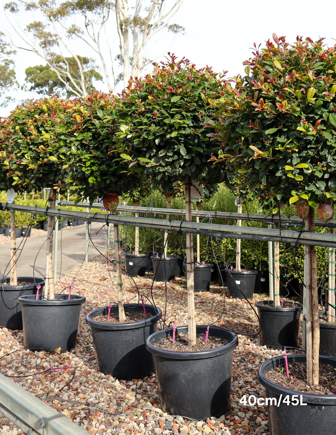 Syzygium Resilience 'Standard' - Evergreen Trees Direct