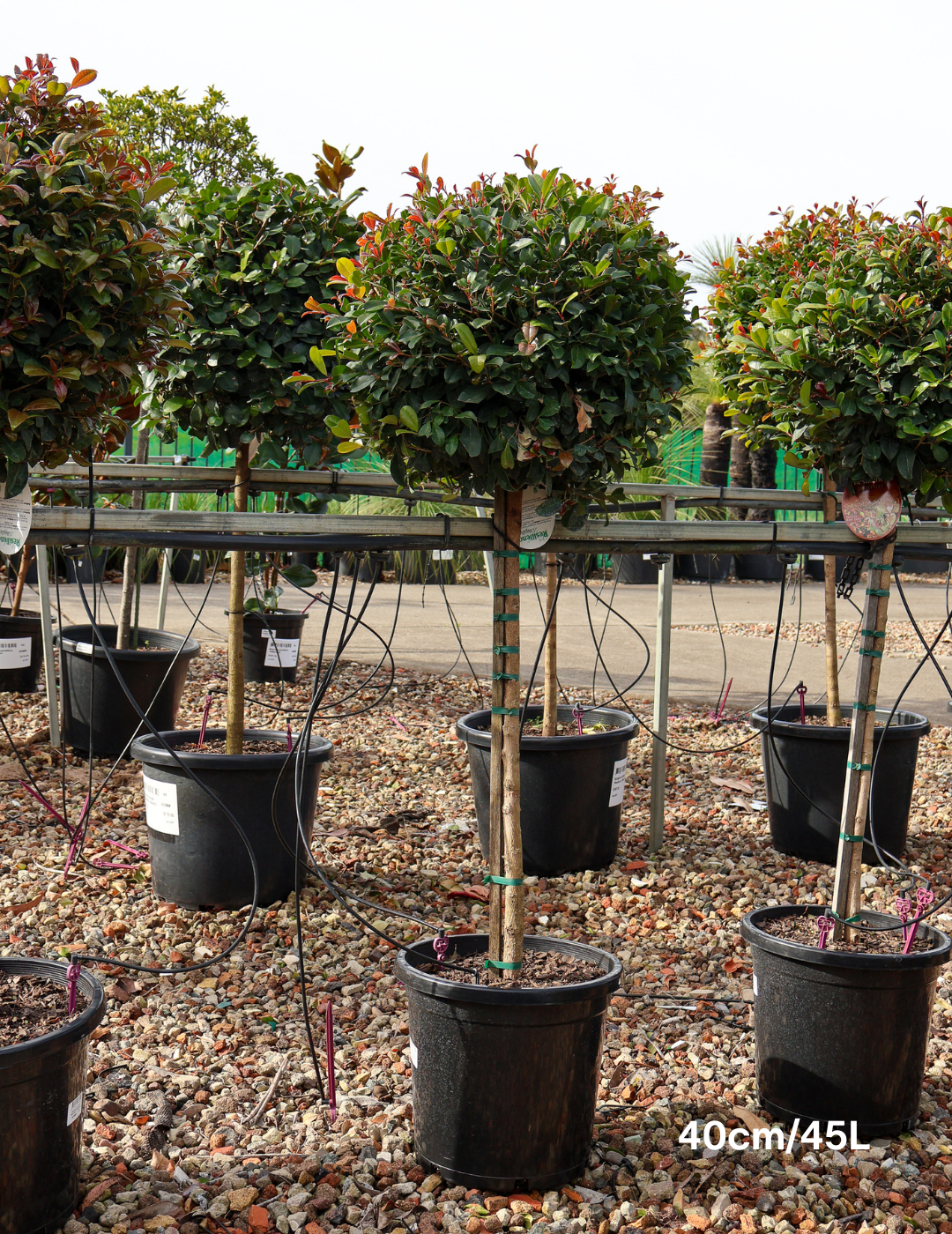 Syzygium Resilience 'Standard' - Evergreen Trees Direct