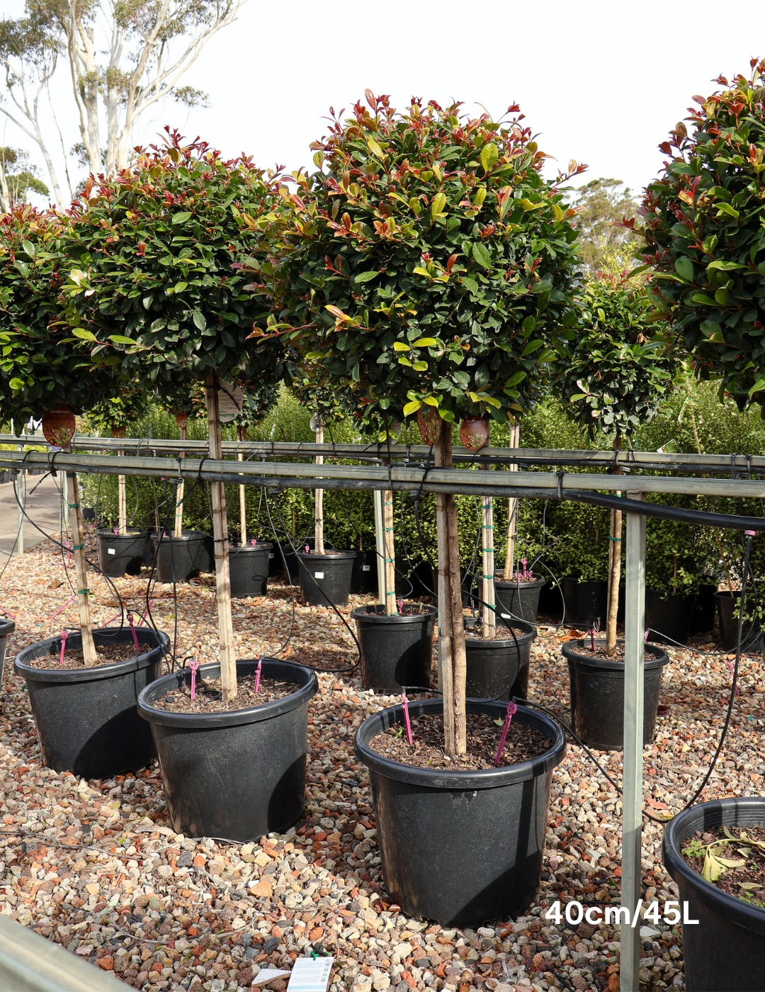 Syzygium Resilience 'Standard' - Evergreen Trees Direct