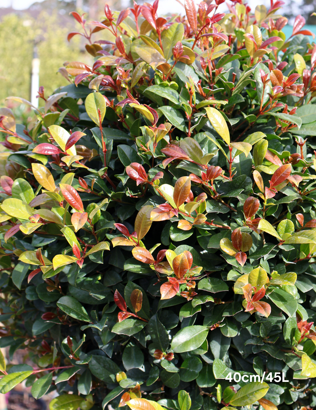 Syzygium Resilience 'Standard' - Evergreen Trees Direct