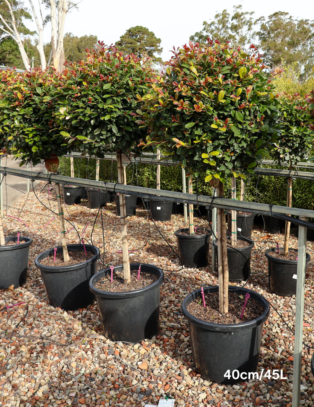 Syzygium Resilience 'Standard' - Evergreen Trees Direct