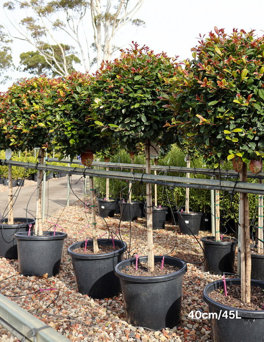 Syzygium Resilience 'Standard'