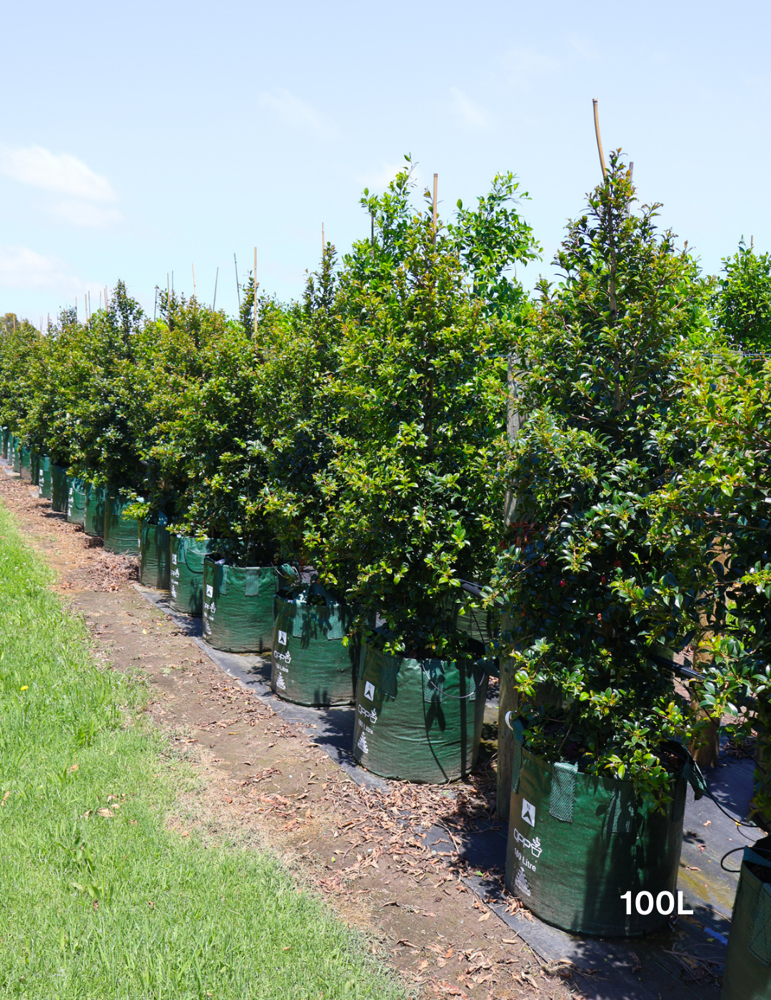 Syzygium australe 'Select' - Evergreen Trees Direct