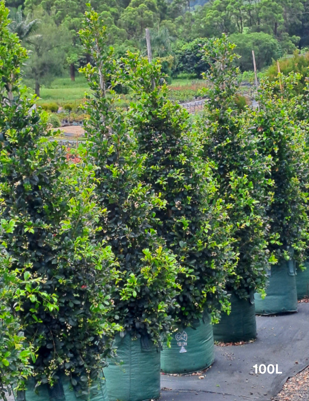 Syzygium australe 'Resilience' - Lilly Pilly - Evergreen Trees Direct