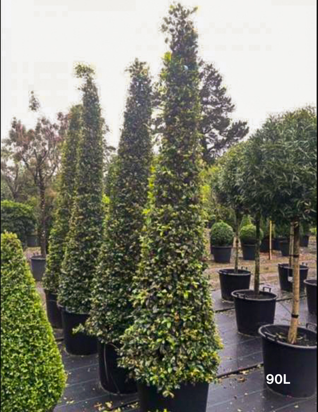 Syzygium australe Resilience Cones - Evergreen Trees Direct