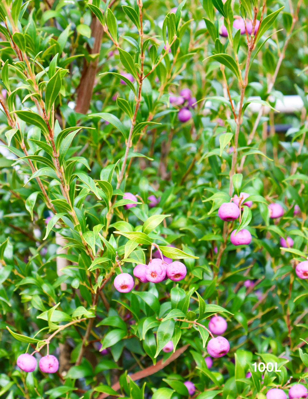 Acmena smithii 'Minor' - Evergreen Trees Direct