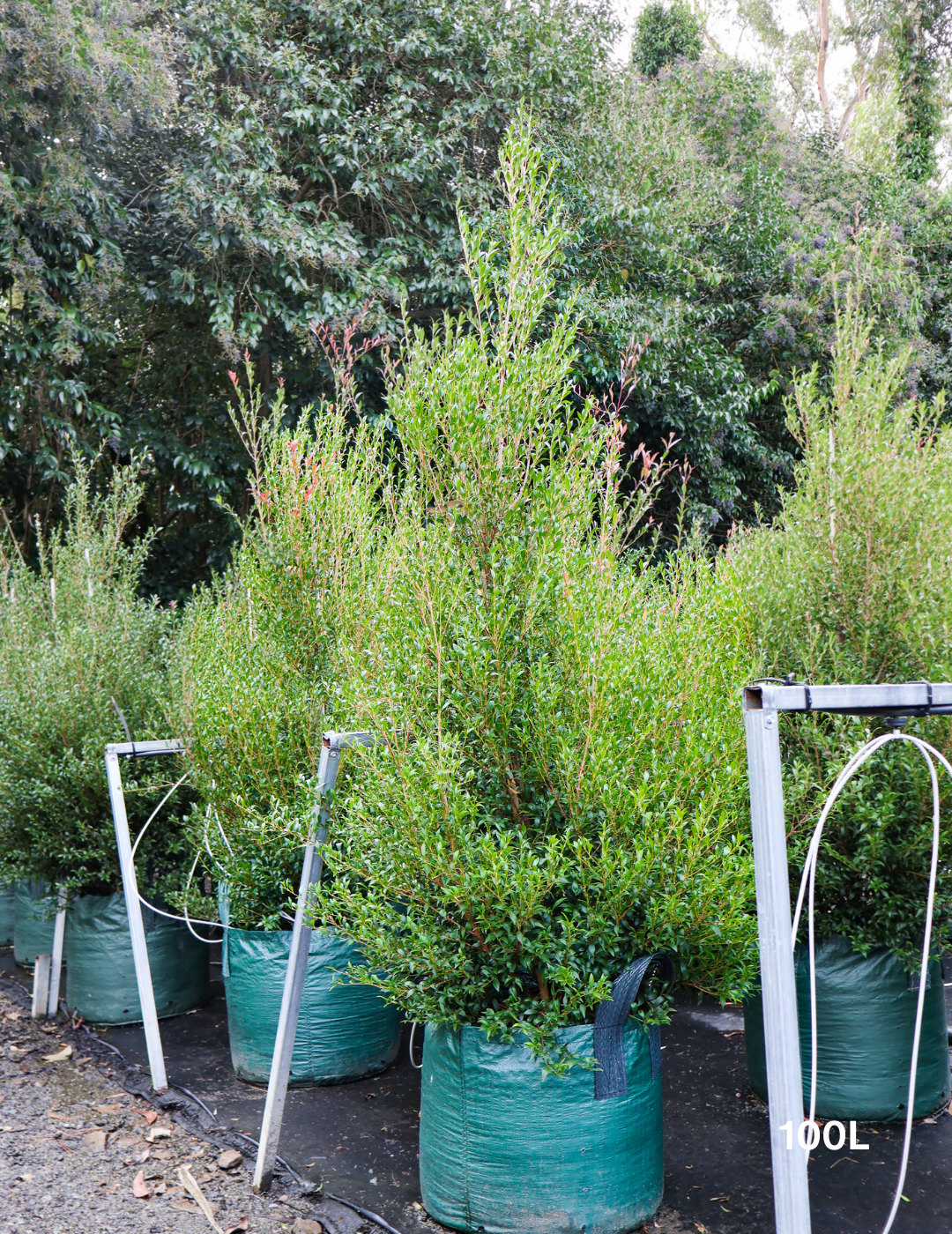 Acmena smithii 'Minor' - Evergreen Trees Direct