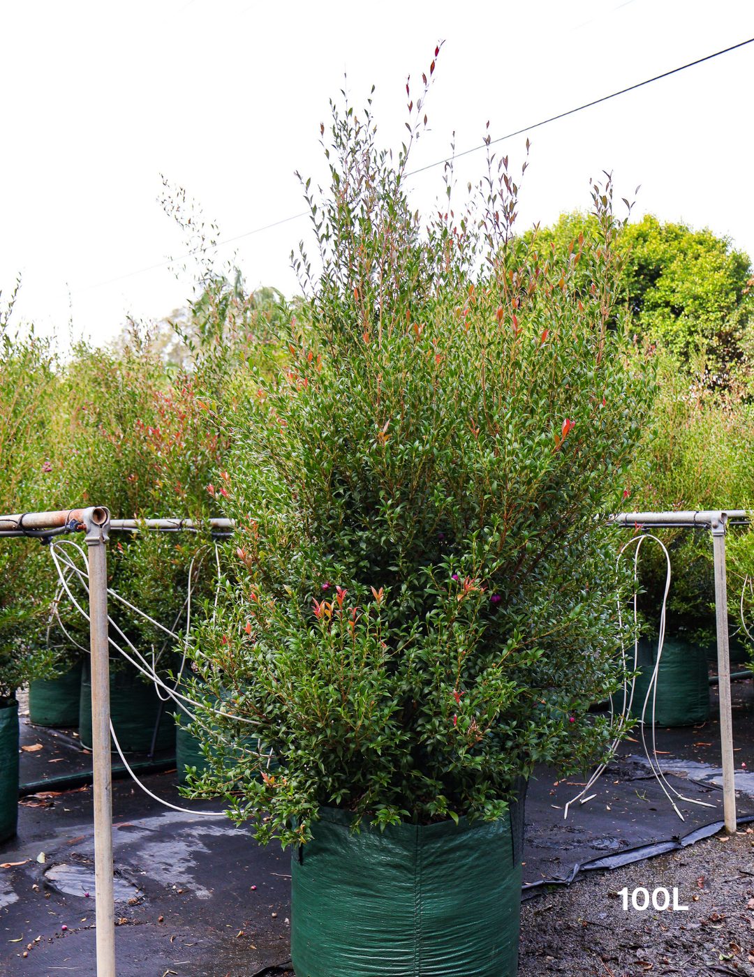 Acmena smithii 'Minor' - Evergreen Trees Direct