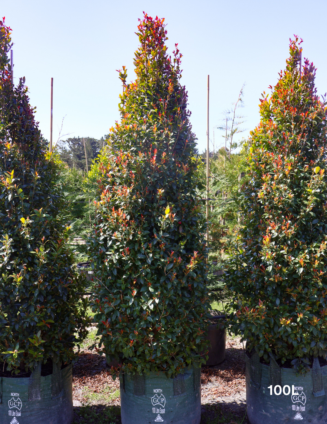 Syzygium australe 'Hinterland Gold' - Lilly Pilly - Evergreen Trees Direct