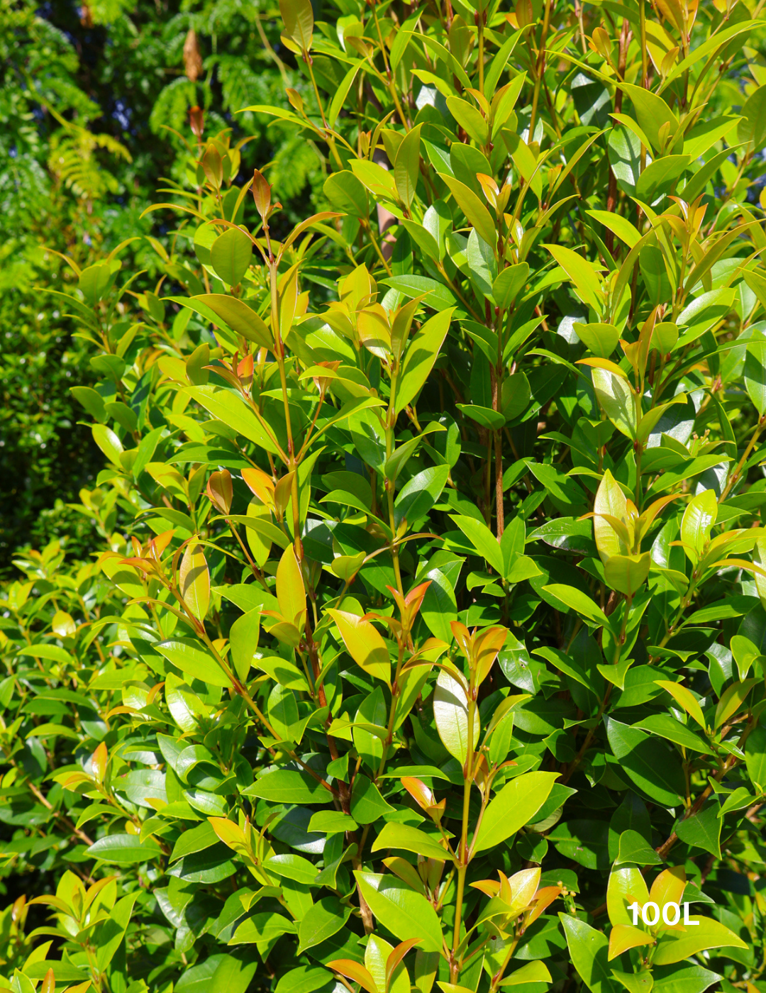 Syzygium australe 'Hinterland Gold' - Lilly Pilly - Evergreen Trees Direct