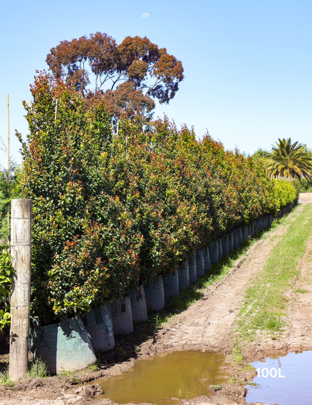 Syzygium australe 'Hinterland Gold' - Lilly Pilly - Evergreen Trees Direct