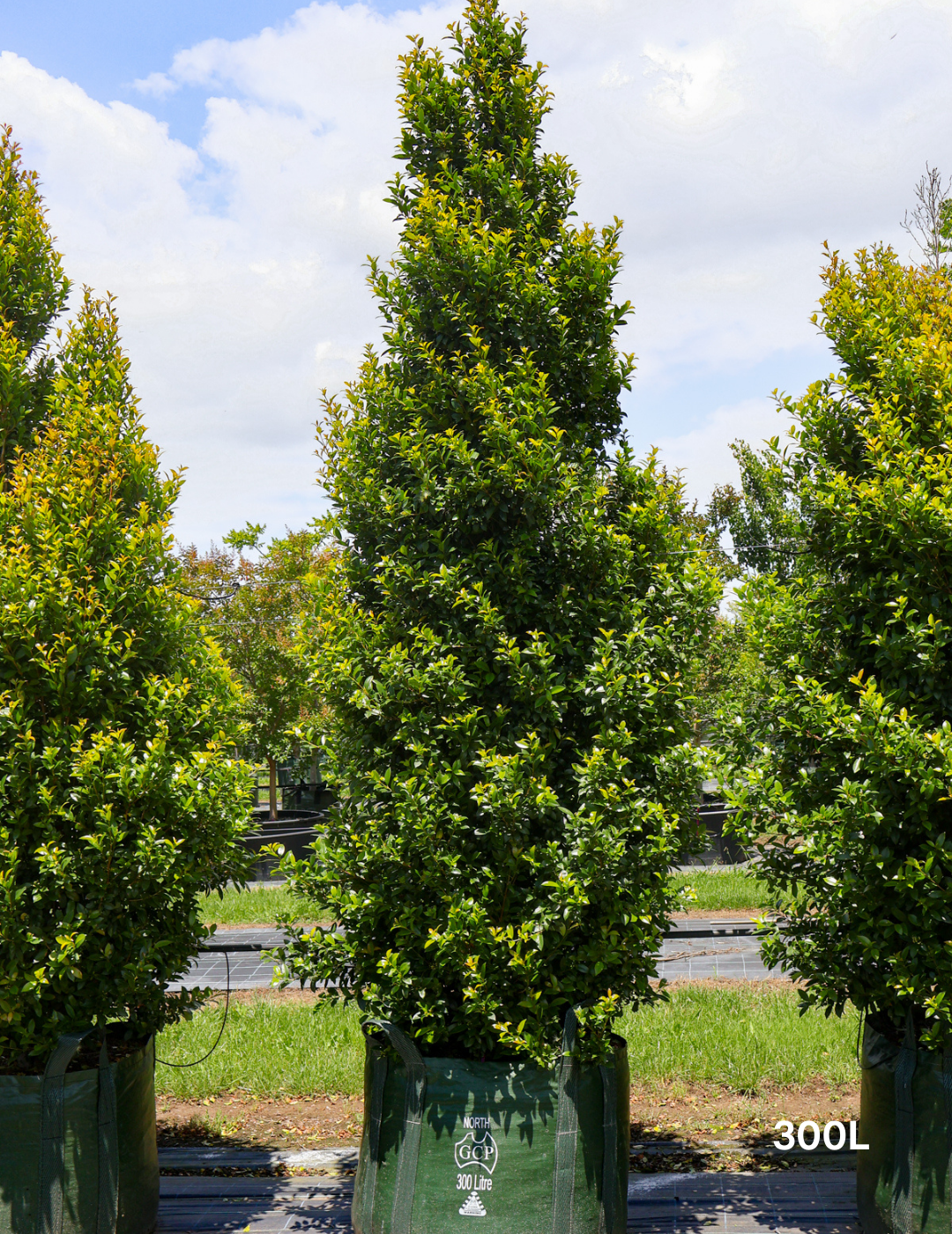 Syzygium australe 'Hinterland Gold' - Lilly Pilly - Evergreen Trees Direct