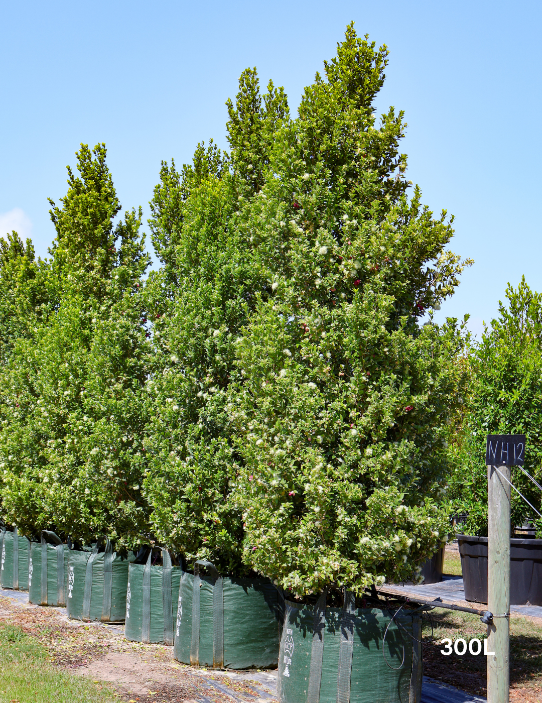 Syzygium australe 'Hinterland Gold' - Lilly Pilly - Evergreen Trees Direct