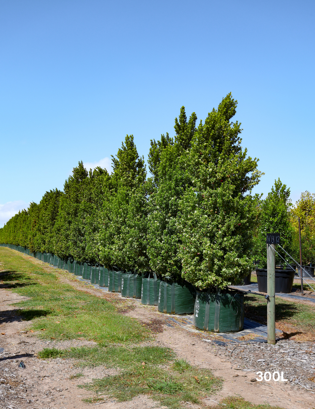 Syzygium australe 'Hinterland Gold' - Lilly Pilly - Evergreen Trees Direct