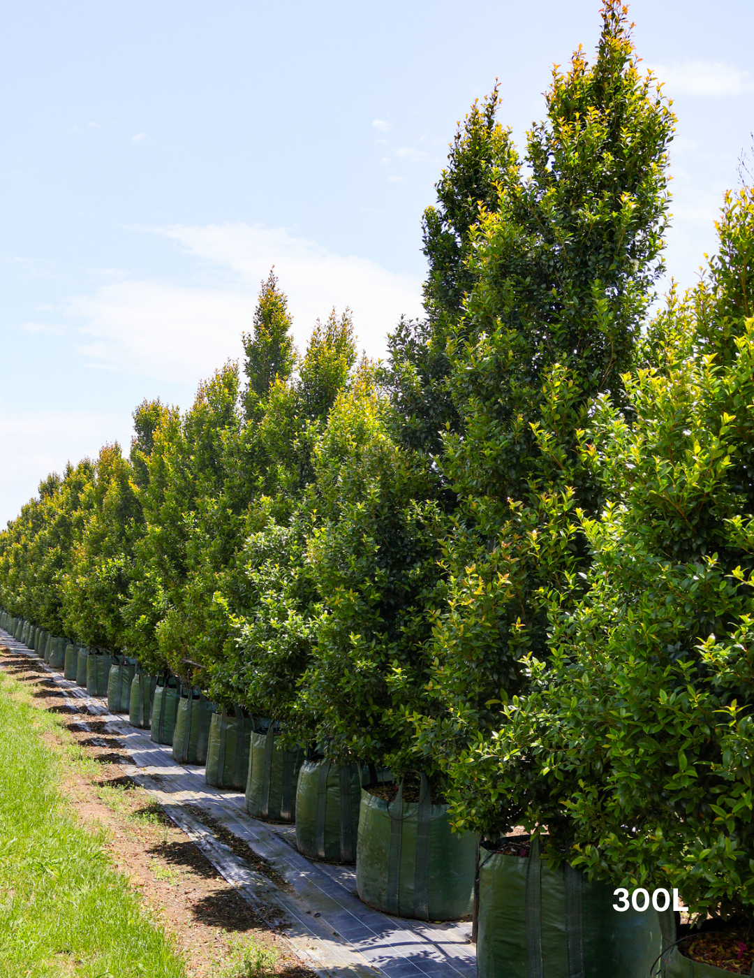 Syzygium australe 'Hinterland Gold' - Lilly Pilly - Evergreen Trees Direct