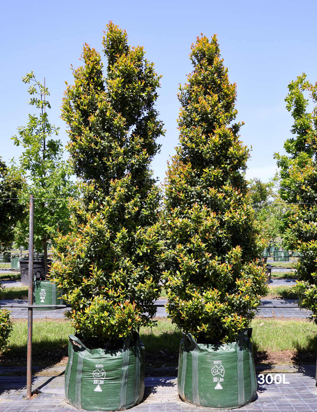 Syzygium australe 'Hinterland Gold' - Lilly Pilly - Evergreen Trees Direct