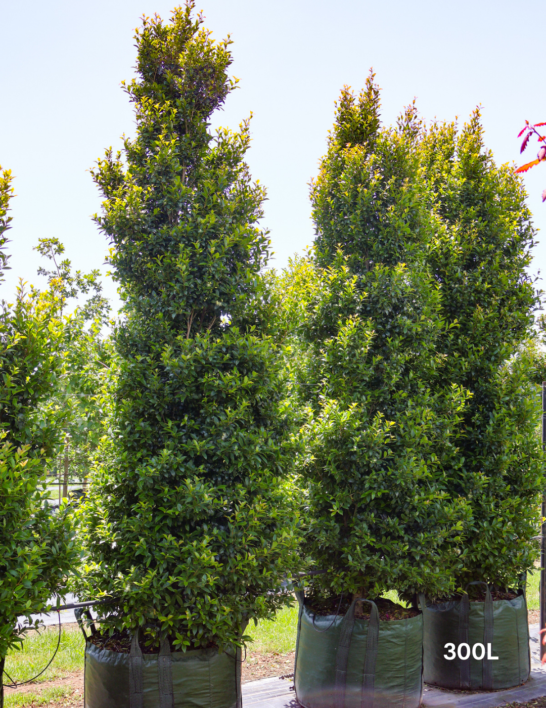 Syzygium australe 'Hinterland Gold' - Lilly Pilly - Evergreen Trees Direct