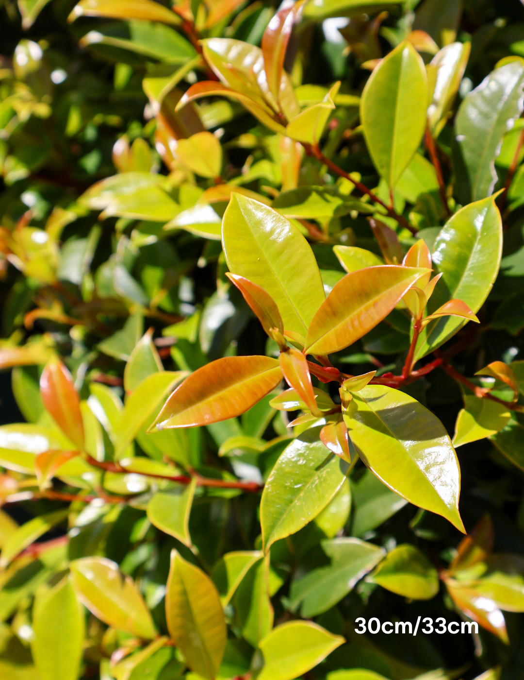 Syzygium australe 'Hinterland Gold' - Lilly Pilly - Evergreen Trees Direct