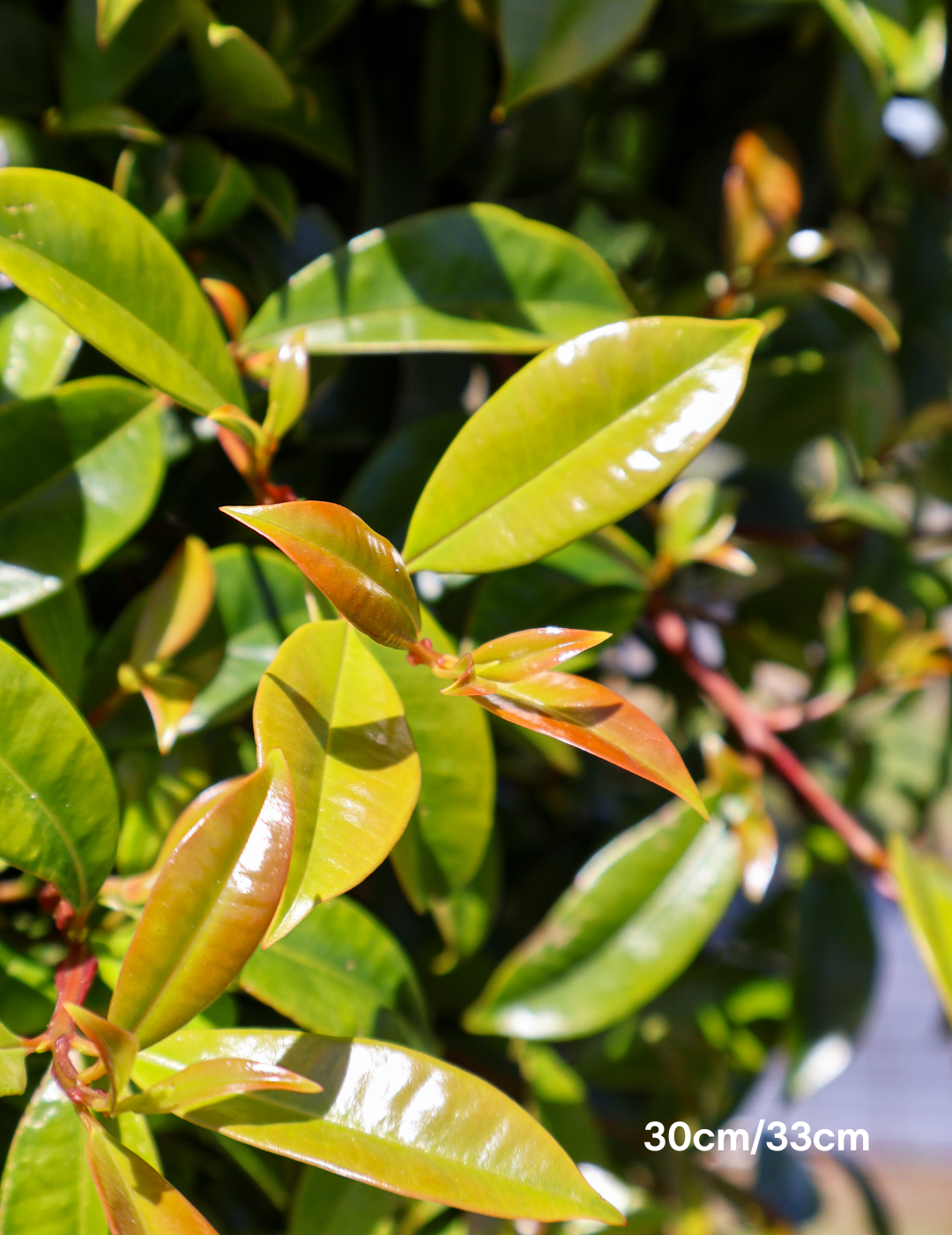 Syzygium australe 'Hinterland Gold' - Lilly Pilly - Evergreen Trees Direct