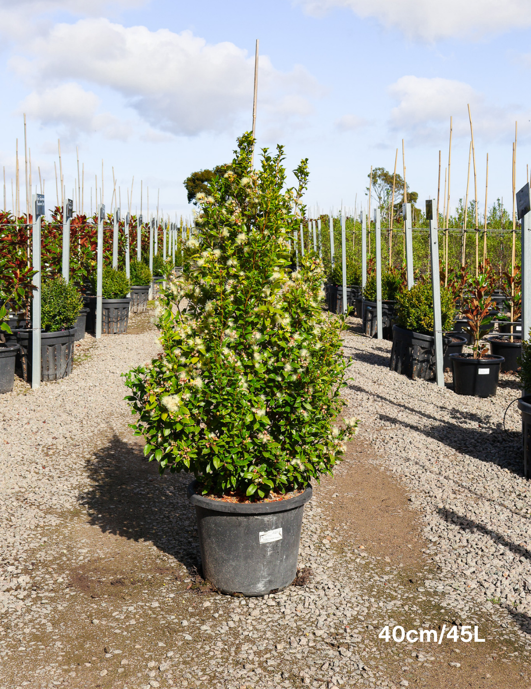 Syzygium australe 'Hinterland Gold' - Lilly Pilly - Evergreen Trees Direct