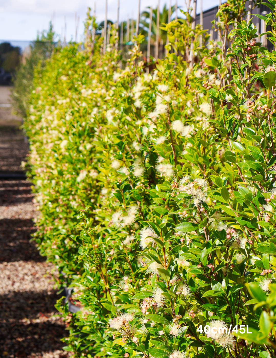 Syzygium australe 'Hinterland Gold' - Lilly Pilly - Evergreen Trees Direct