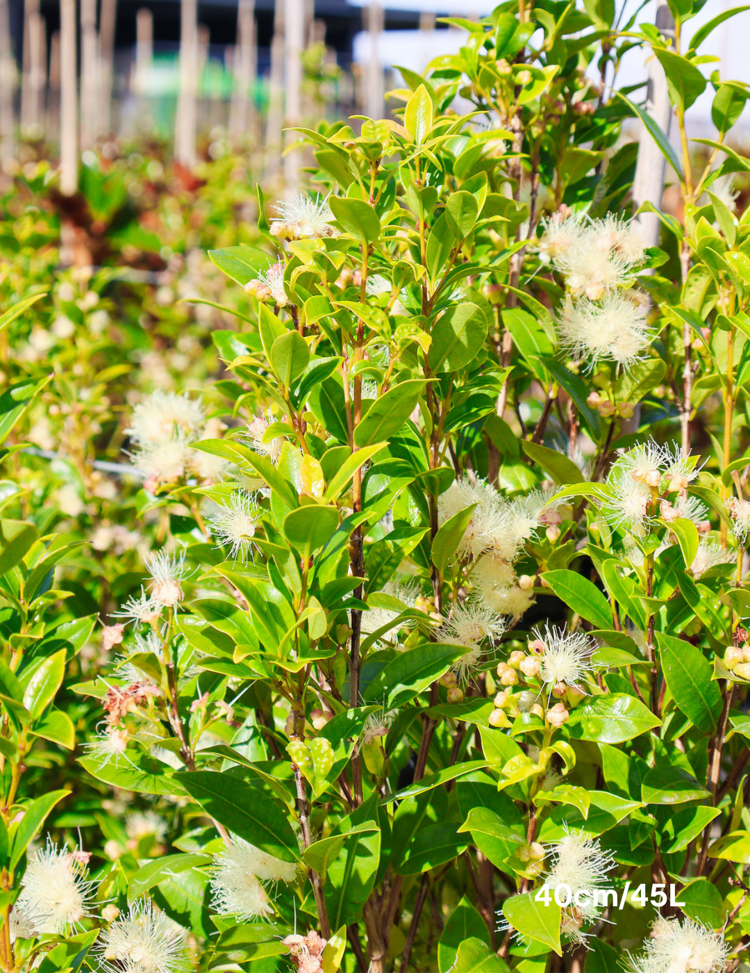 Syzygium australe 'Hinterland Gold' - Lilly Pilly - Evergreen Trees Direct