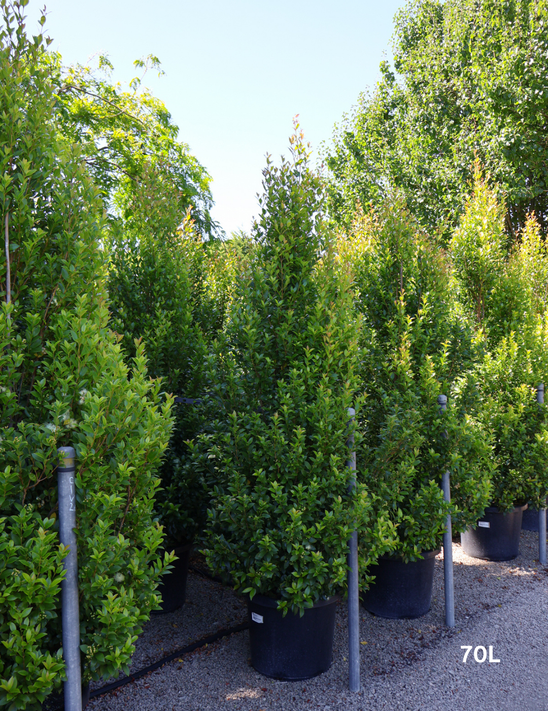 Syzygium australe 'Hinterland Gold' - Lilly Pilly - Evergreen Trees Direct