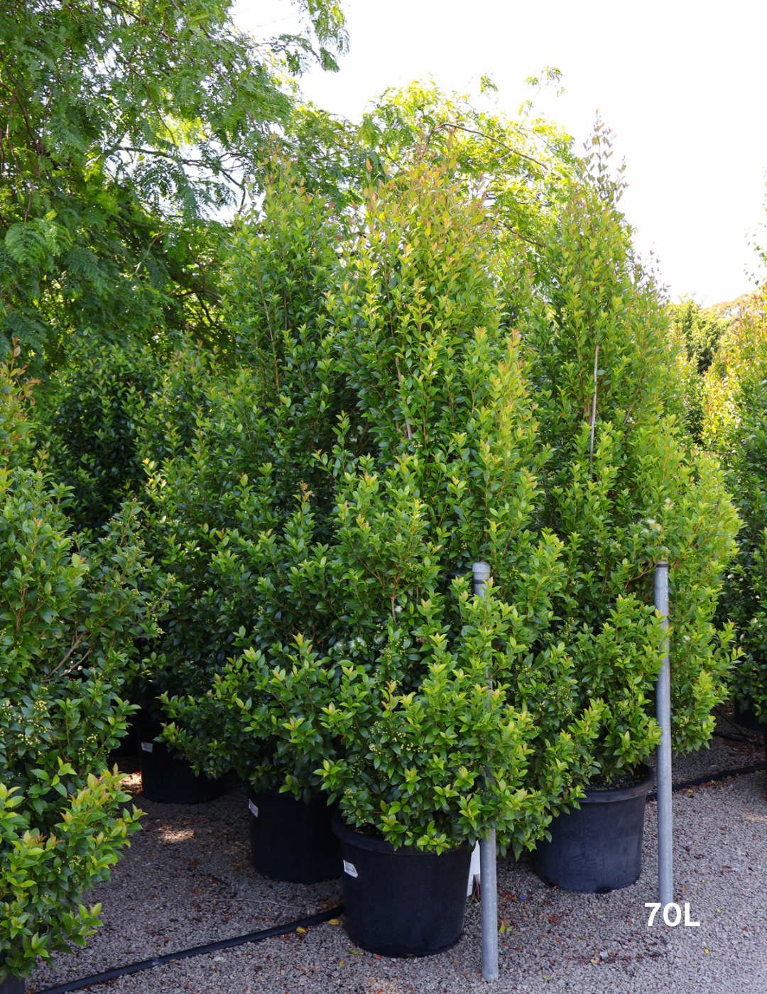 Syzygium australe 'Hinterland Gold' - Lilly Pilly - Evergreen Trees Direct