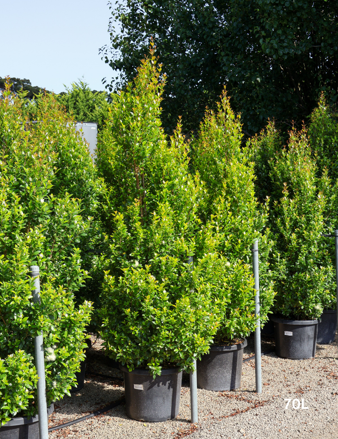 Syzygium australe 'Hinterland Gold' - Lilly Pilly - Evergreen Trees Direct