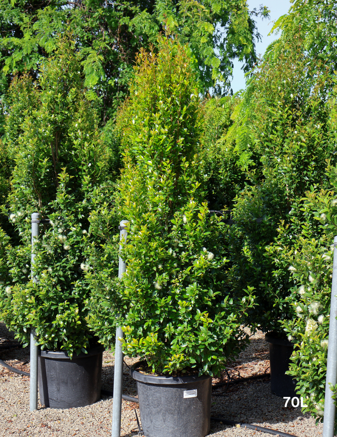 Syzygium australe 'Hinterland Gold' - Lilly Pilly - Evergreen Trees Direct