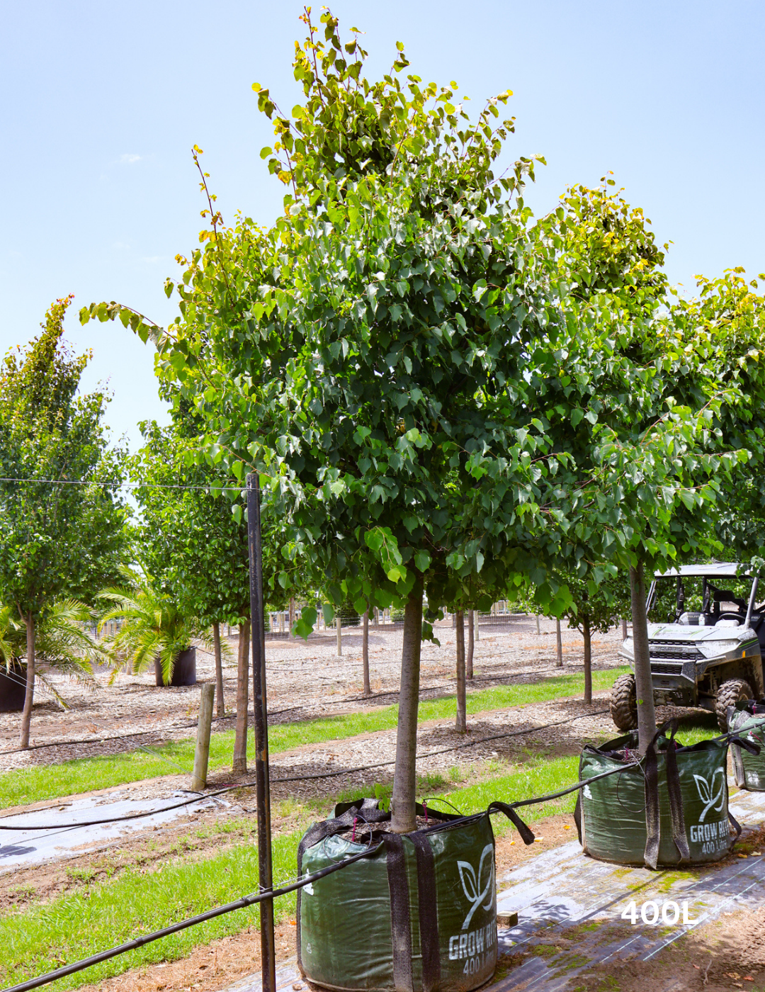 Tilia Cordata