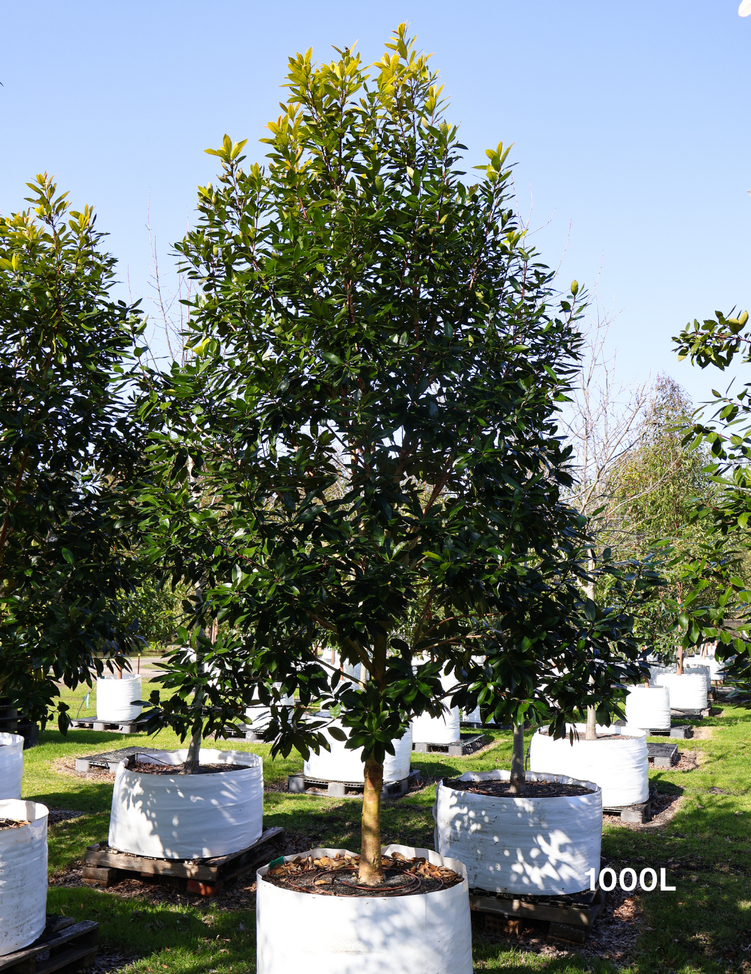 Tristaniopsis laurina 'Luscious' (Watergum) - Evergreen Trees Direct