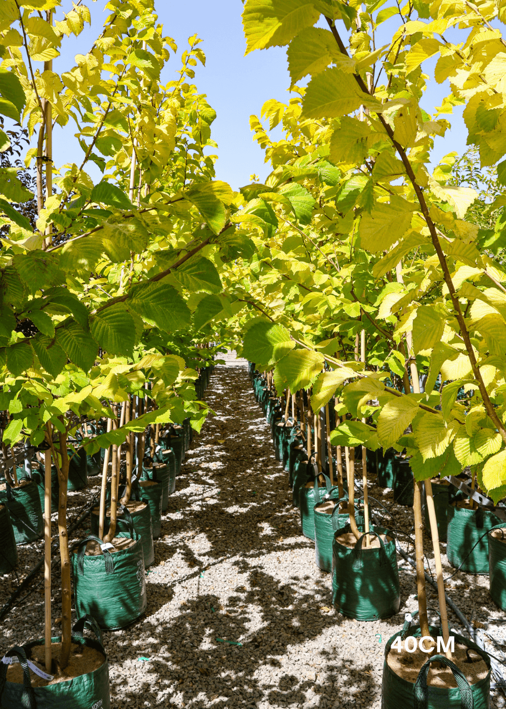 Ulmus glabra 'Lutescens' - Evergreen Trees Direct