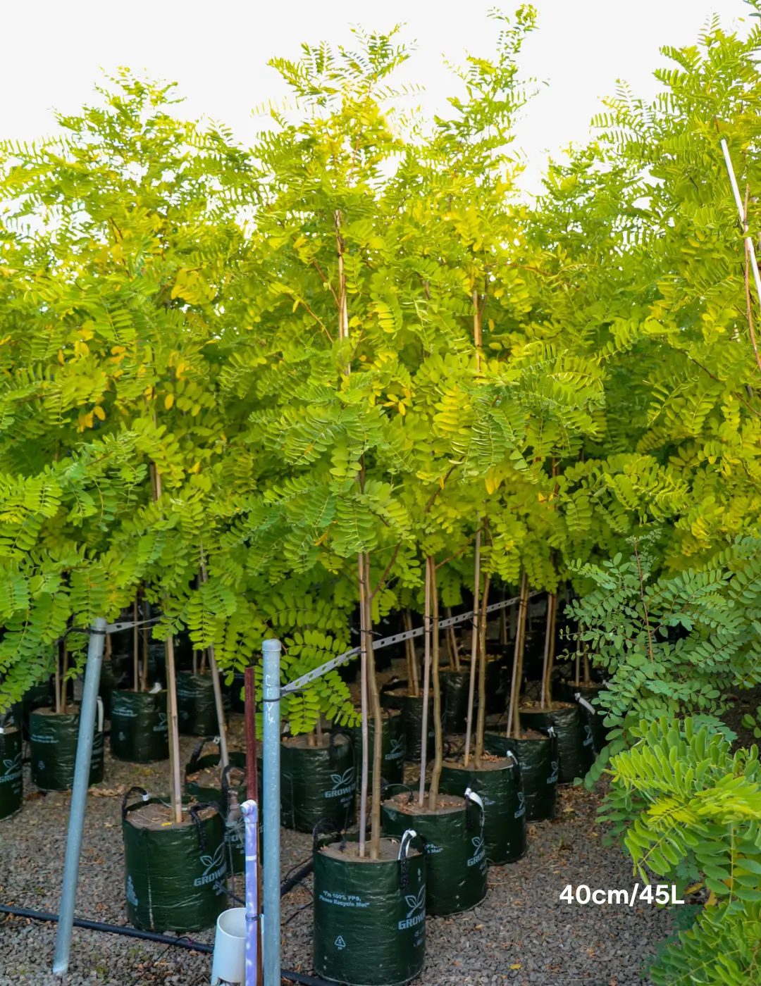 Ulmus Glabra - Evergreen Trees Direct