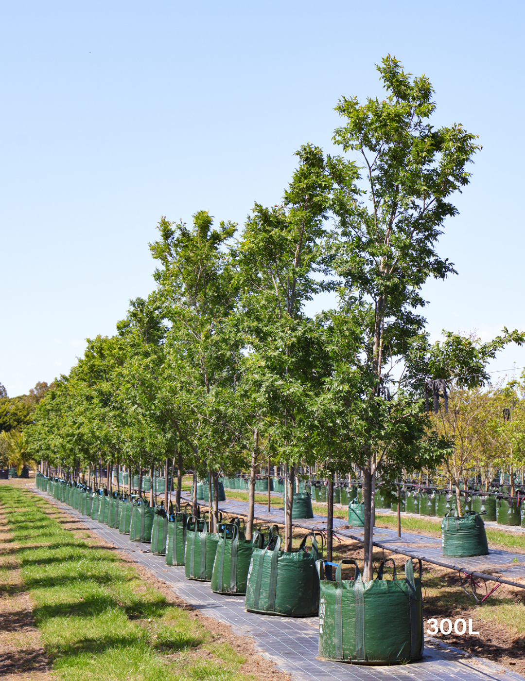 Ulmus parvifolia 'Todd' - Chinese Elm