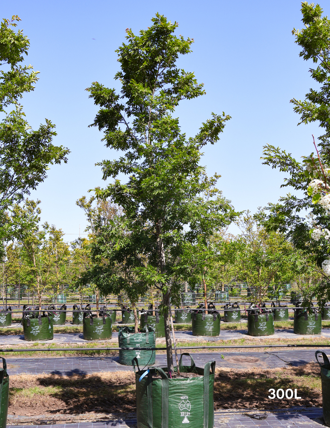 Ulmus parvifolia 'Todd' - Chinese Elm