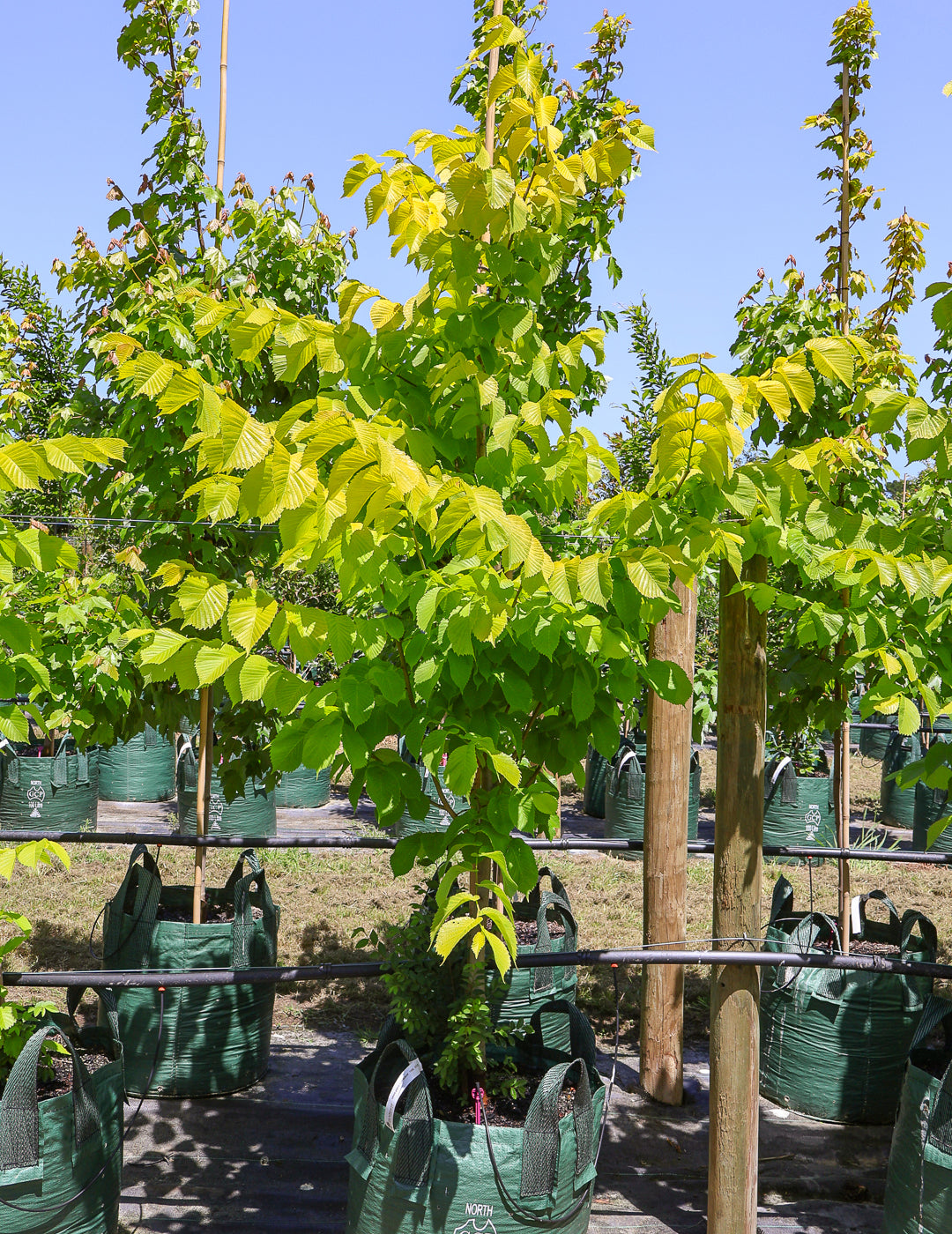 Ulmus glabra 'Lutescens' - Evergreen Trees Direct