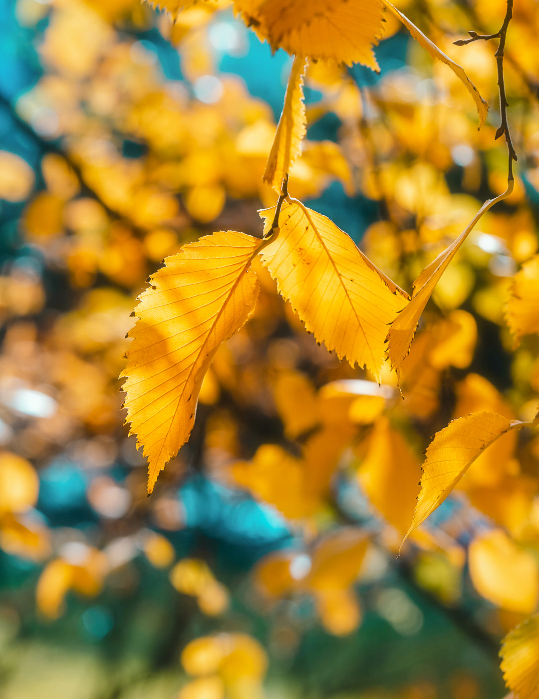 Ulmus glabra 'Lutescens' - Evergreen Trees Direct