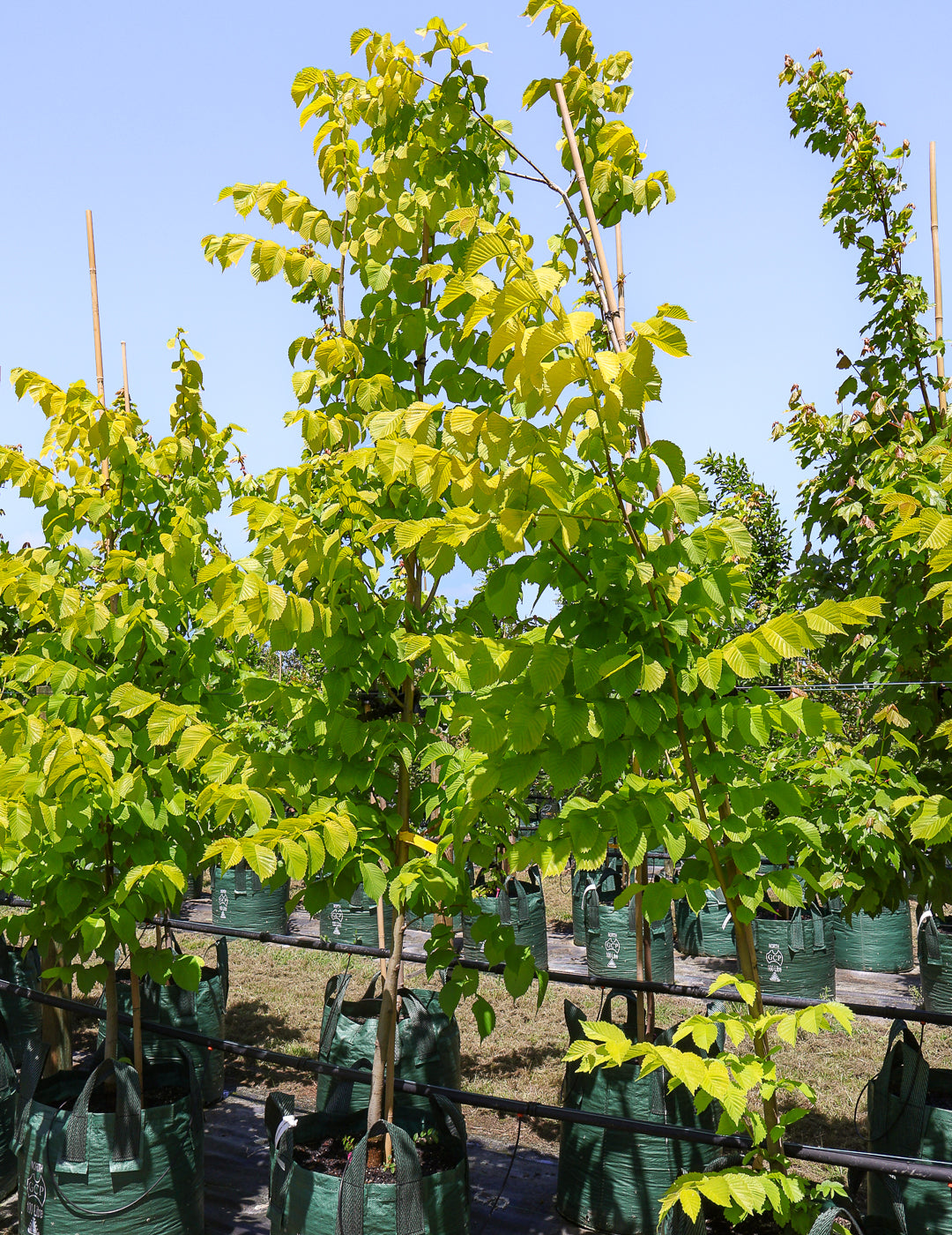 Ulmus glabra 'Lutescens' - Evergreen Trees Direct