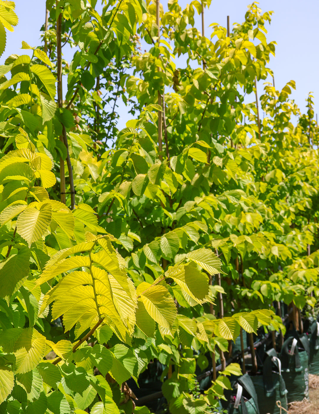 Ulmus glabra 'Lutescens' - Evergreen Trees Direct