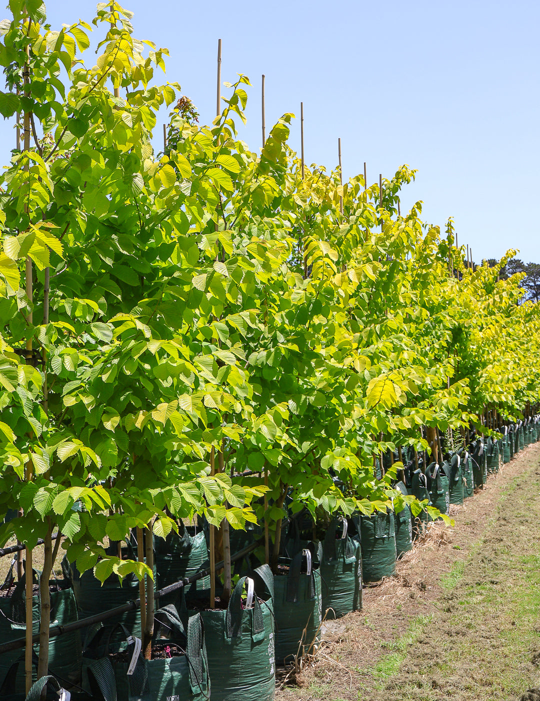 Ulmus glabra 'Lutescens'